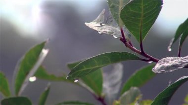 yağmur altında bırakır