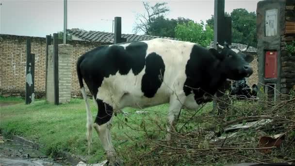 Cow in a Street — Stock Video