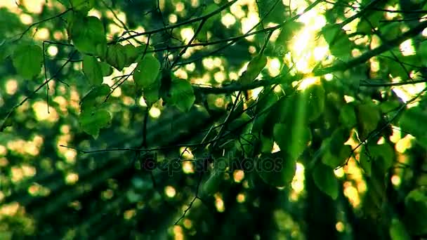 Sonnenuntergang im grünen Wald — Stockvideo