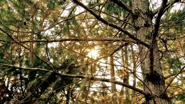 rayons du soleil dans la forêt