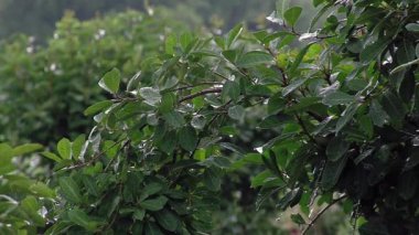 yağmurdan sonra yeşil yaprakları