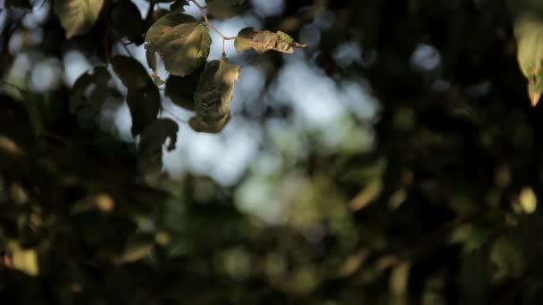 Atardecer en el bosque — Vídeos de Stock