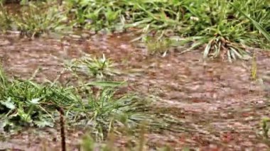 Çimenlere yağmur yağıyor.