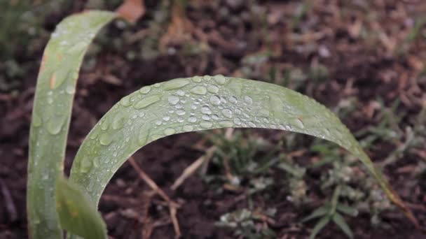 Зеленый лист с каплями дождя — стоковое видео