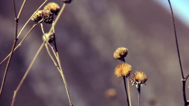 Plantas del desierto Detalle — Vídeos de Stock