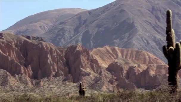 Cacto no deserto de La Quiaca, Argentina — Vídeo de Stock