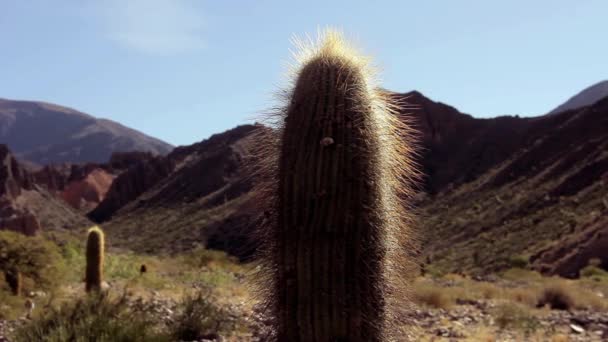 Kaktus in der Wüste von La Quiaca, Argentinien — Stockvideo