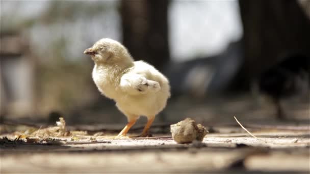 Маленький цыпленок, гуляющий вокруг — стоковое видео