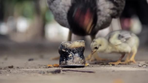 Polluelos jugando alrededor de nudillos — Vídeo de stock