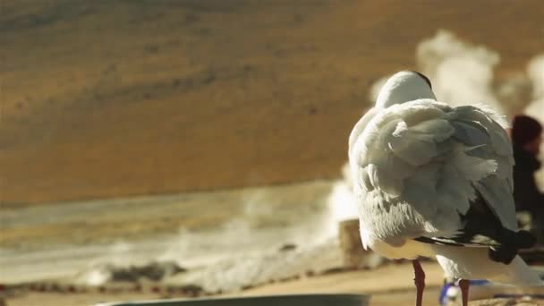 Andean Gull In The Geysers Of Tatio, San Pedro De Atacama, Chile — Stock Video