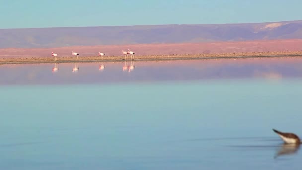 Flamingo's In de Chaxa-lagune, Atacama woestijn, Chile — Stockvideo