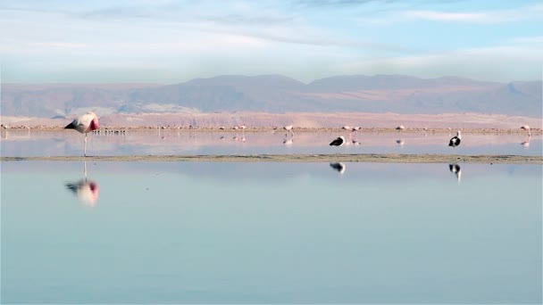 Flamencos en la laguna de Chaxa, desierto de Atacama, Chile — Vídeo de stock