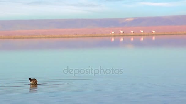Фламинго в лагуне Чакса, пустыня Атакама, Чили — стоковое видео