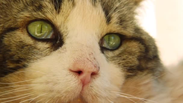 Katze schaut sich um, Nahaufnahme — Stockvideo