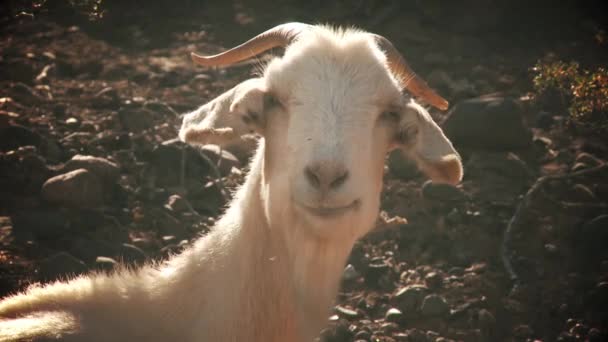 Goat looking sympathetically — Stock Video