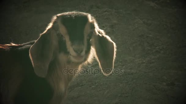 Baby geit belt zijn moeder — Stockvideo