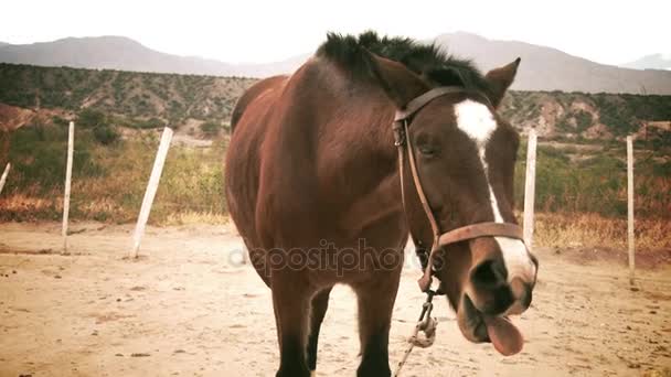 Koně, které trčí z jeho jazyk — Stock video
