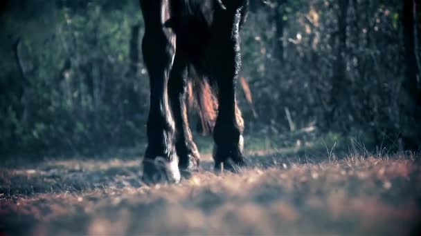 Hevonen lähestyy, yksityiskohtaisesti sen jalat — kuvapankkivideo