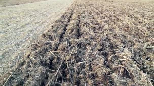 Cosechadora Campo Filmada Argentina — Vídeo de stock