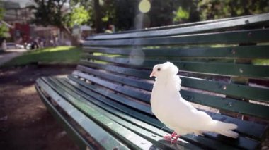 Beyaz güvercin parkta