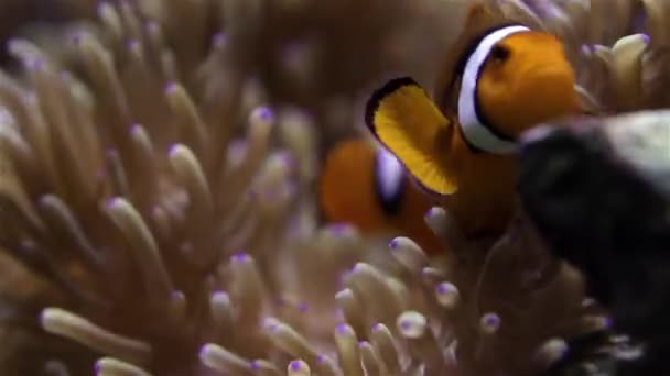 Clownfish Δεξαμενή Ψαριών — Αρχείο Βίντεο