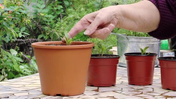 歳の女性の植物の世話 — ストック動画