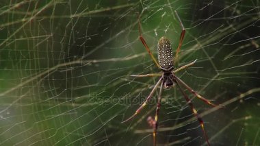 Nephila clavipes örümcek. Misiones, Arjantin çekildi.