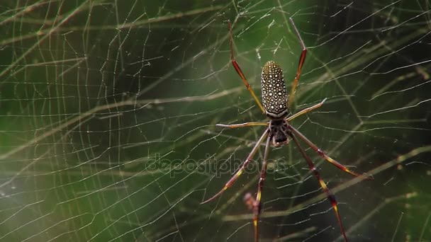 Nephila Clavipes Spider Съёмки Проходили Мисьоне Аргентина — стоковое видео