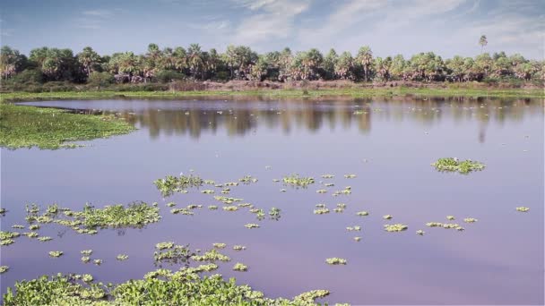 Palude Con Piante Acquatiche — Video Stock