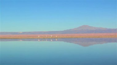 İçinde Chaxa lagün, Atacama Çölü, Şili Flamingos. And volkan arkasında.
