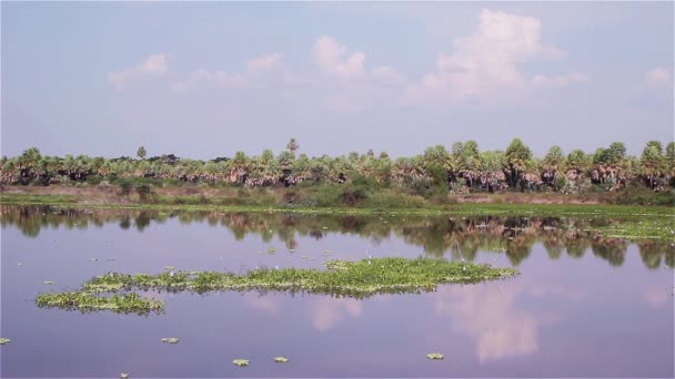 沼の水生植物 — ストック動画