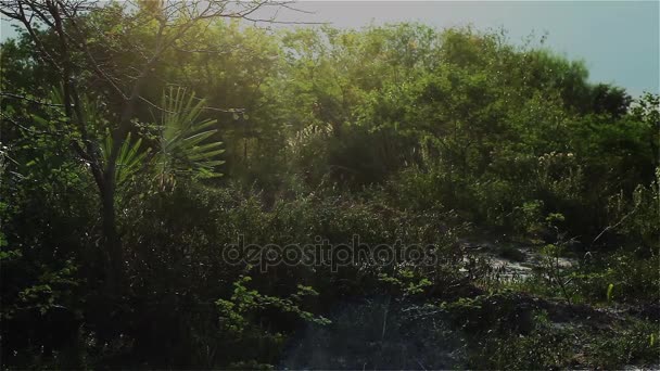 Entorno Con Arbustos Mariposas Insectos — Vídeos de Stock