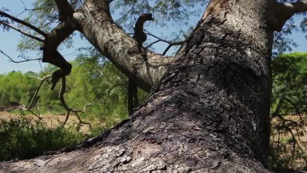 Stary Pień Drzewa Lesie — Wideo stockowe