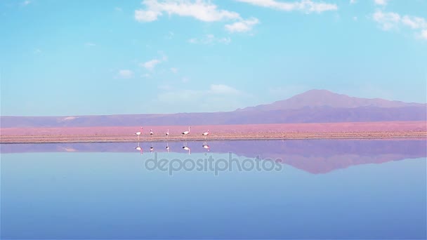 Çinde Chaxa Lagün Atacama Çölü Şili Flamingos Volkan Arkasında — Stok video