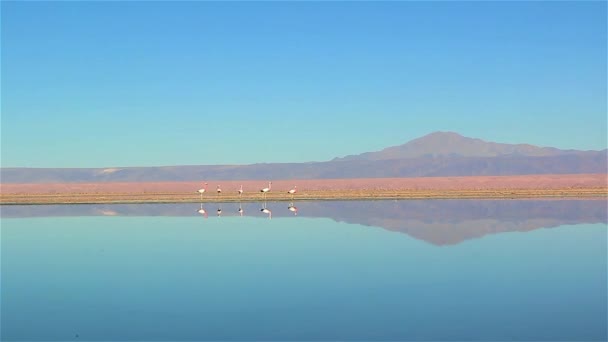 Plameňáci Laguně Chaxa Poušť Atacama Chile Andské Sopky — Stock video