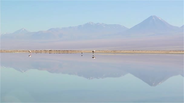 Flamencos Laguna Chaxa Desierto Atacama Chile Volcán Andino Detrás — Vídeo de stock