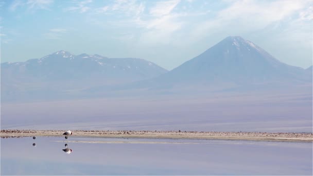 Çinde Chaxa Lagün Atacama Çölü Şili Flamingos Volkan Arkasında — Stok video