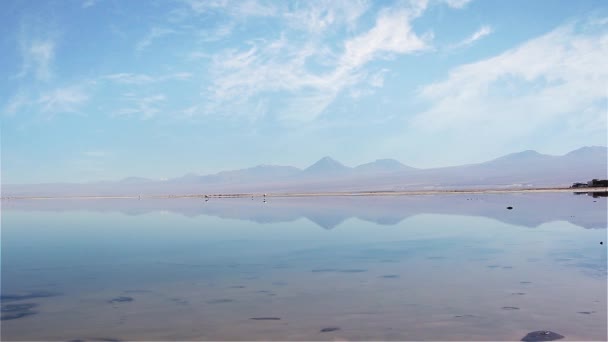 Flamingos Lagunens Chaxa Atacama Öknen Chile Andinska Vulkan Bakom — Stockvideo