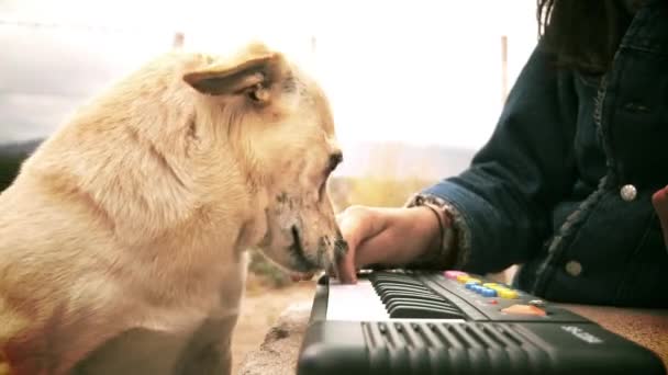 Собака Слушает Музыку — стоковое видео