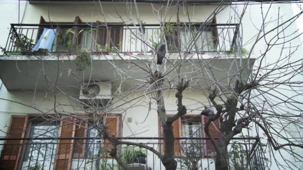 Piccioni Sull Albero Fronte Condominio — Video Stock