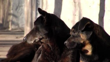 Montevideo, Uruguay filme sokakta köpekler