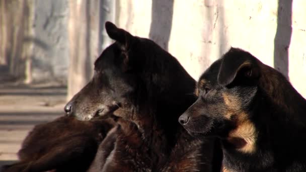 Chiens dans la rue, Filmé à Montevideo, Uruguay 