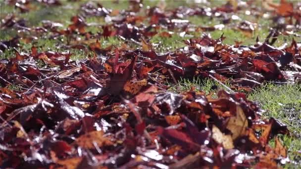 Blåser Torra Blad Gräset — Stockvideo