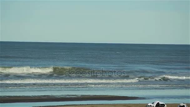 Whales Beach Atlantic Ocean Argentina — Stock Video