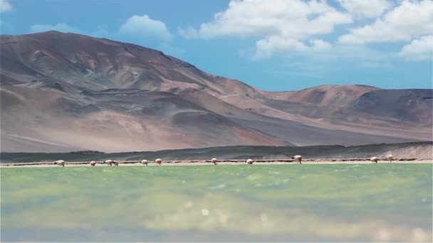 ピエドラス ロハスのフラミンゴ サラール タルまたはサラーデ アグアス カリエンテス 塩の干潟 アタカマ砂漠 地域デ アントファガスタ — ストック動画