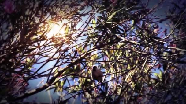 鸟儿落在树枝上 — 图库视频影像