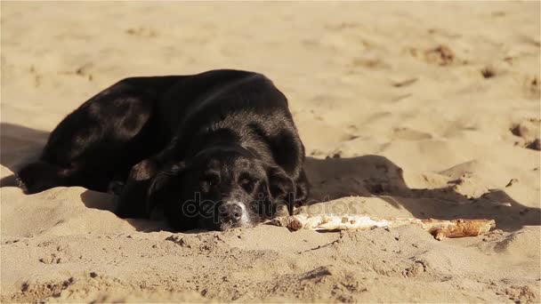 黒犬のビーチに棒で遊んで — ストック動画