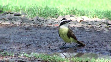 Kuş içme suyu (Pitangus sulphuratus, büyük kiskadee)