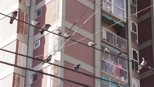 Many Pigeons Resting Cable — Stock Video