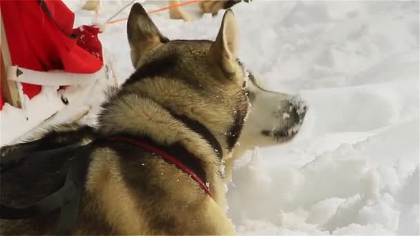 Cães Husky Comem Neve Para Esfriar Depois Dia Difícil Filmagem — Vídeo de Stock